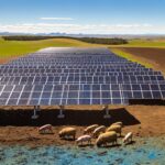 Booming Solar Industry Seeks Weed-Chomping Crews for Agrivoltaics